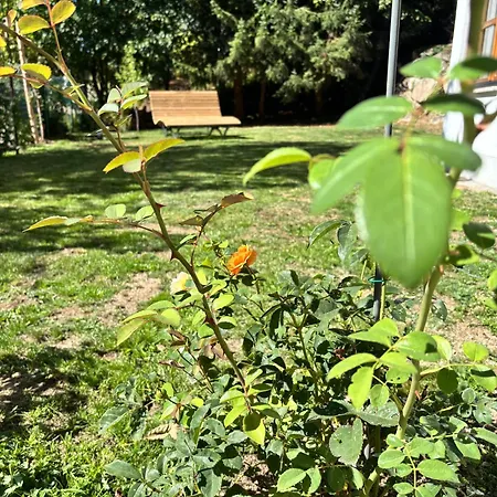 Auszeit Im Schwarzwald Apartamento *